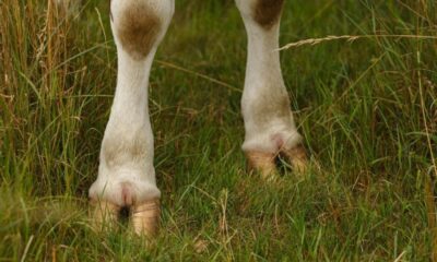 cows foot