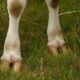 cows foot