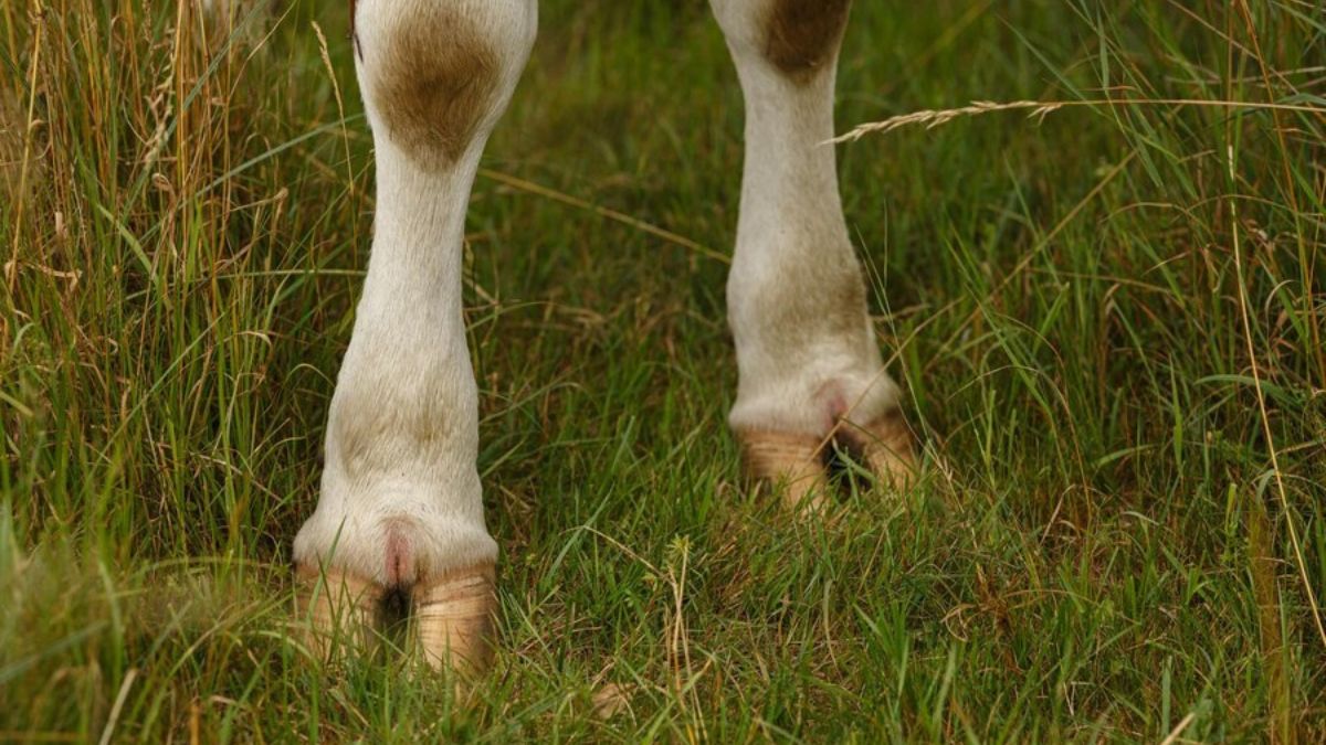 cows foot