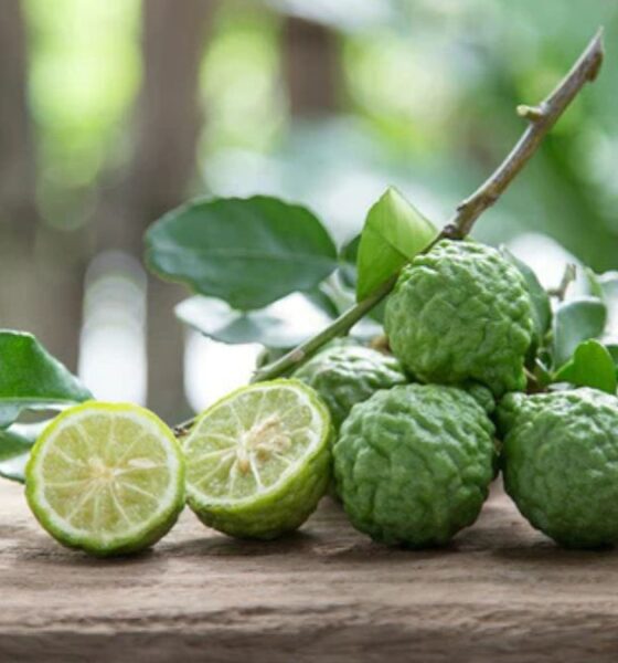 kaffir lime