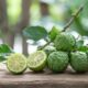 kaffir lime