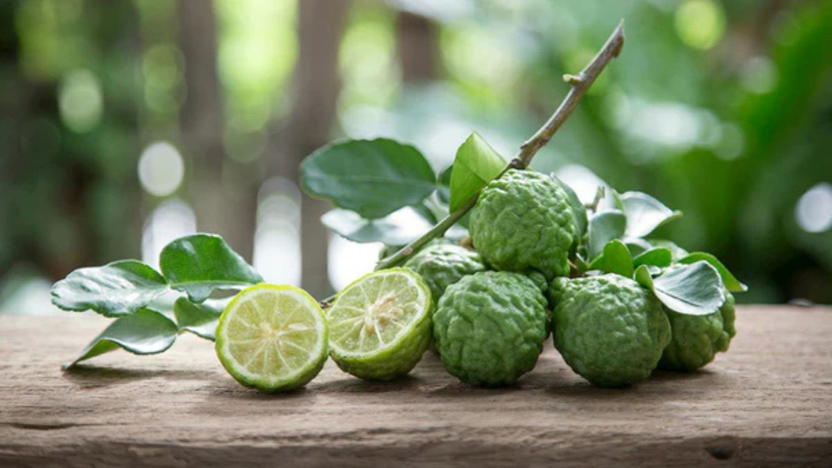 kaffir lime