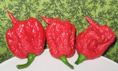 scorpion pepper