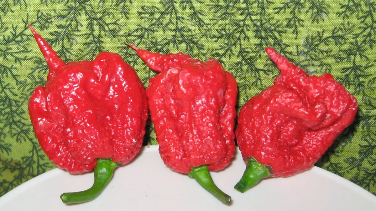 scorpion pepper