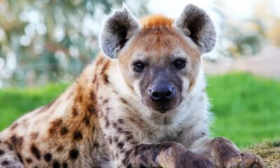 hanging hyena