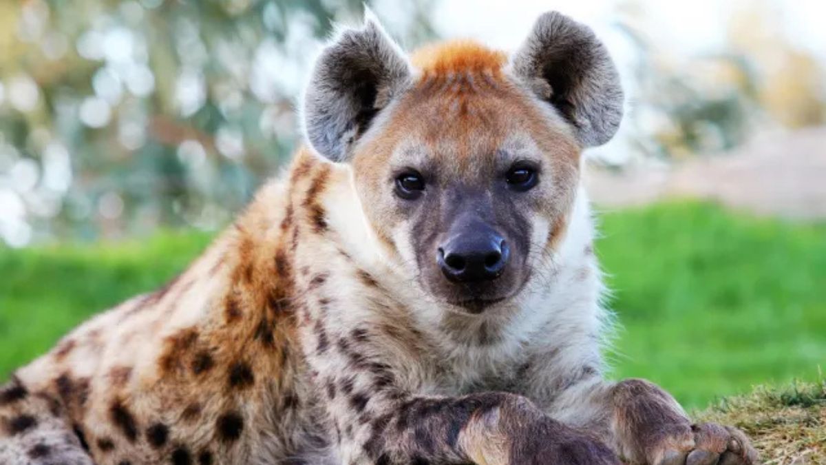 hanging hyena